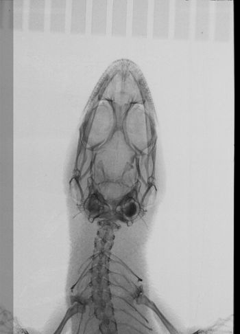 Media type: image;   Herpetology R-132400
